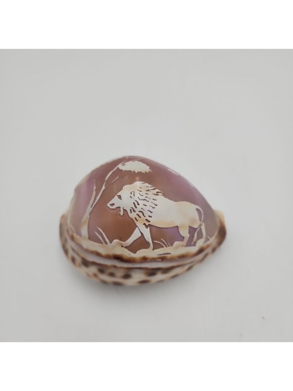 3" LONG CARVED COWRIE COWRY SHELL SEASHELL AFRICAN LION TREE ART SOUVENIR